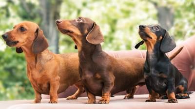 New breeding bill in Germany could threaten dachshunds