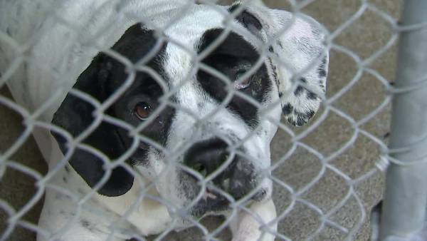 VIDEO: Dogs at the CMPD Animal Care & Control Shelter