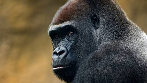 Albuquerque zoo welcomes first baby gorilla since 2004
