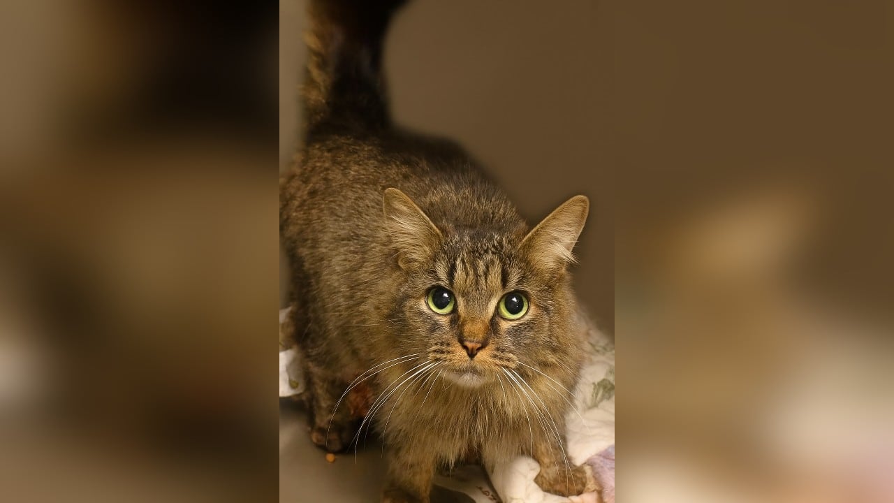 Cat reunited with owner after going missing during Hurricane Helene