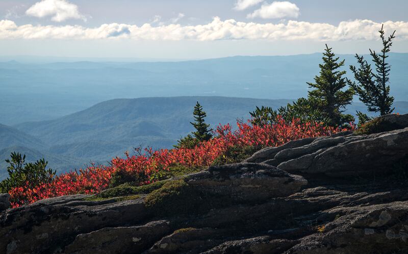 Oct. 4, 2022: This photo was taken at the top of Grandfather Mountain, near the Top Shop parking area. Typically a showstopper early in the season, the wild blueberries, also known as huckleberries, have turned a beautiful red at higher elevations. Grandfather Mountain and its immediate area are still mostly green with hints that a nice fall season is ahead of us. The weather this week is picture perfect with sunny days and chilly nights, also great ingredients for fall color progression.