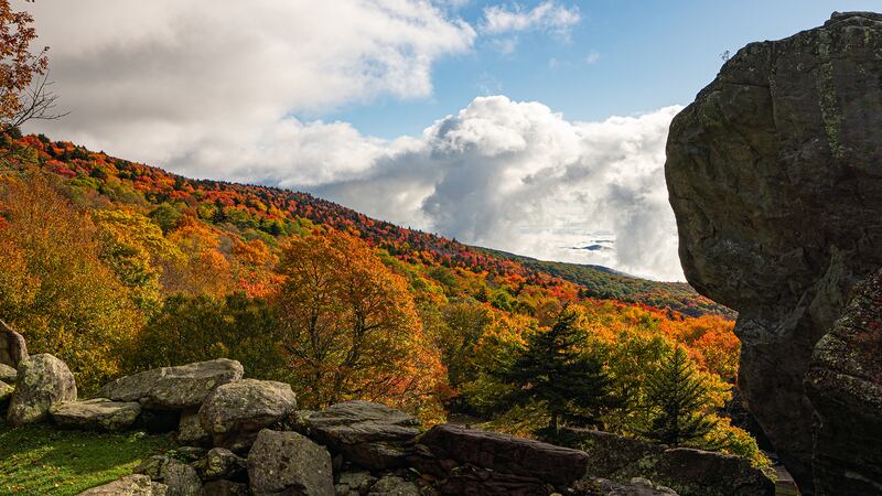 Oct. 18, 2023: Fall foliage on Grandfather Mountain remains exceptionally colorful as the surrounding vistas get increasingly vibrant. Colors are currently the best above 3,500 feet. The Mildred the Bear Environmental Habitats provide another perspective of autumn hues, as seen in this image from an overlook at the bear habitats. The color show can also be enjoyed from the cougar and elk viewing areas.