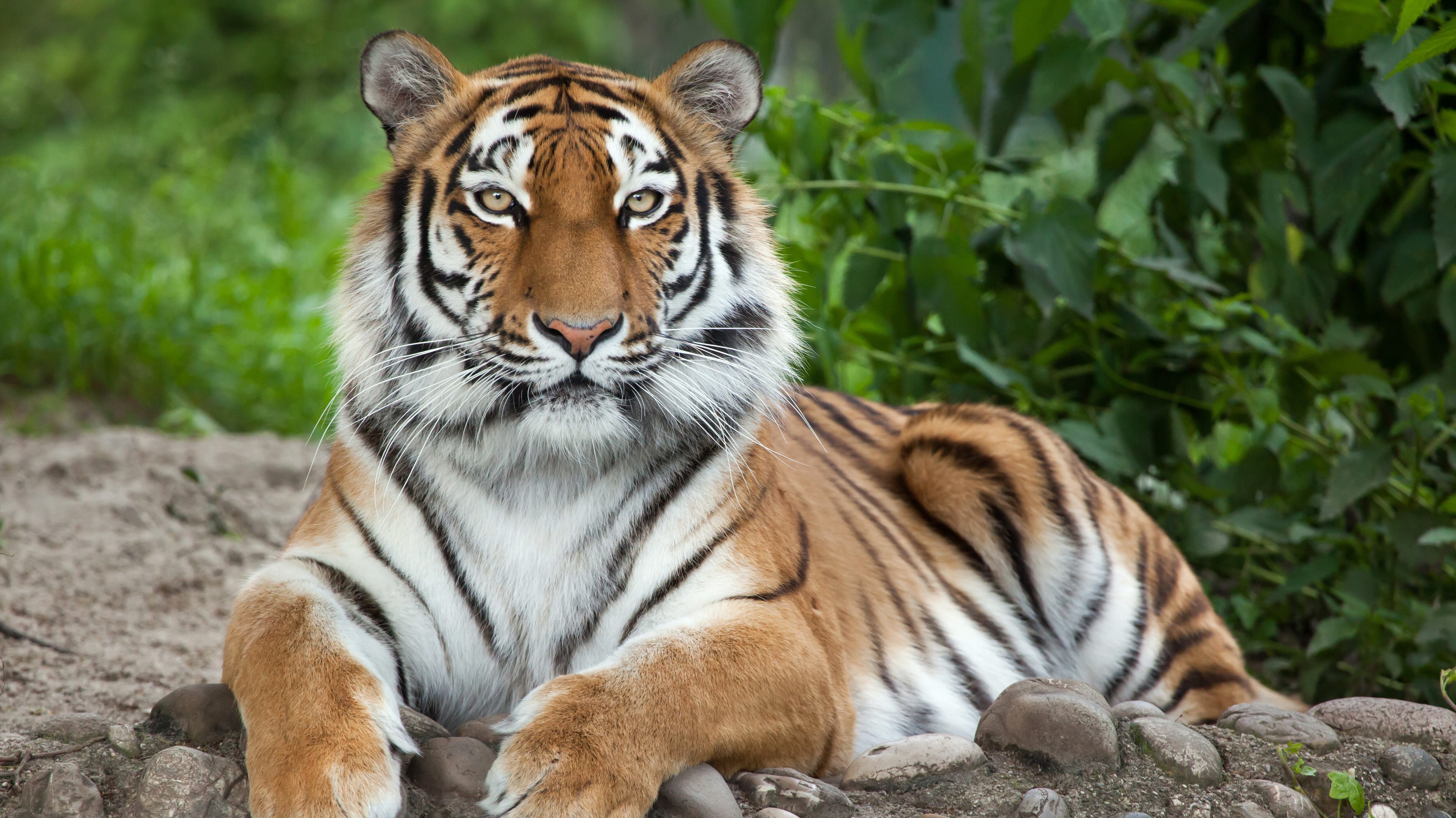Siberian tiger (Panthera tigris altaica), also known as the Amur tiger.