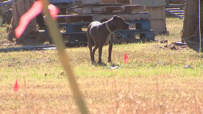 York County considers $20M animal shelter, aims to cut costs
