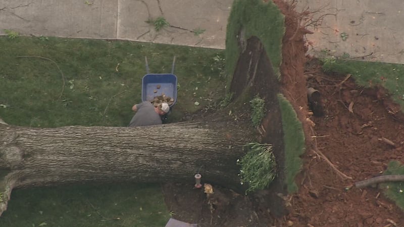 Tree down in Belmont