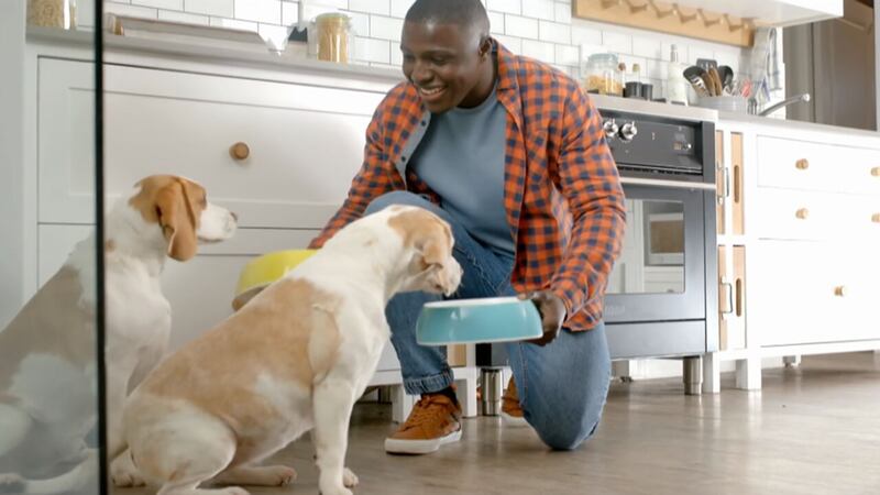 Lead poisoning in pets: Symptoms, sources, and how to safeguard your animals