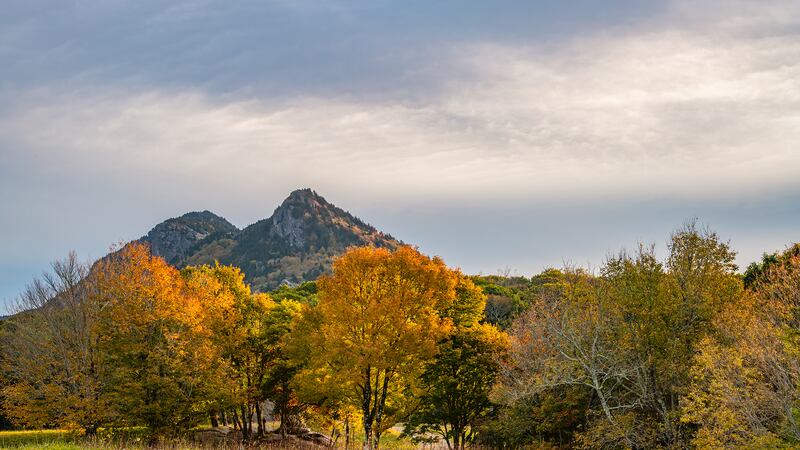 Oct. 14, 2023: Color is widespread on the mountain, including in nearby MacRae Meadows, as seen in this photo taken earlier this week.