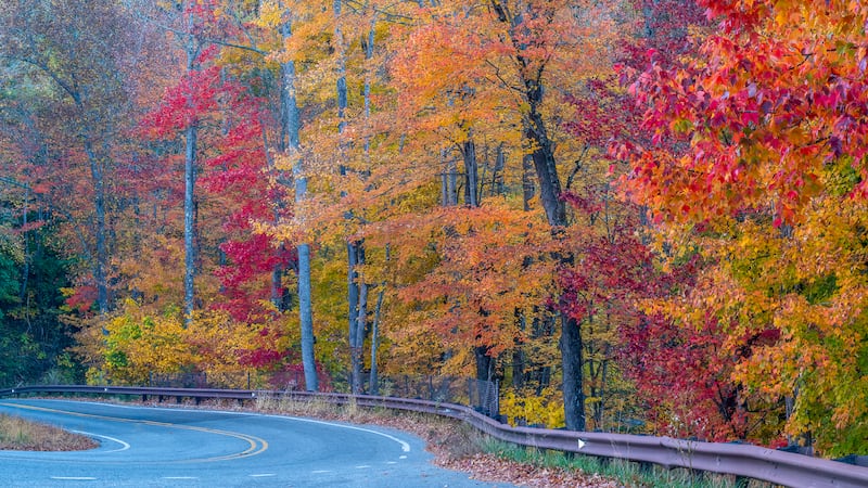 Oct. 16, 2022: One way to enjoy fall color is via a scenic drive with a kaleidoscope of color overhead or grand views of the surrounding landscape in the distance. Some of the best routes right now are from Blowing Rock to Grandfather Mountain via the Blue Ridge Parkway, NC 105 from Boone to Linville and NC 194 from Valle Crucis to Banner Elk. This image was taken along NC 194 near Valle Crucis.