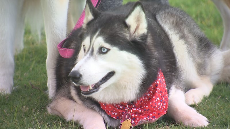CMPD animal shelter raised $42k during Steps for Shelter Pets event