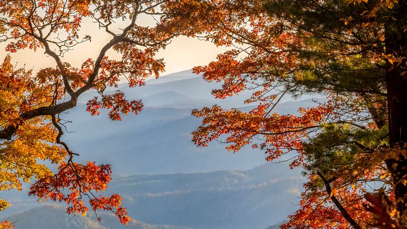 Oct. 27, 2022: A northern red oak and red maple frame a landscape of rolling mountains at this vantage point in Blowing Rock. Fall color in the N.C. High Country is now past its peak, but plenty of beautiful trees and landscapes remain. Routes into the area from lower elevations like Lenoir, Morganton, Marion and Wilkesboro also offer nice color.