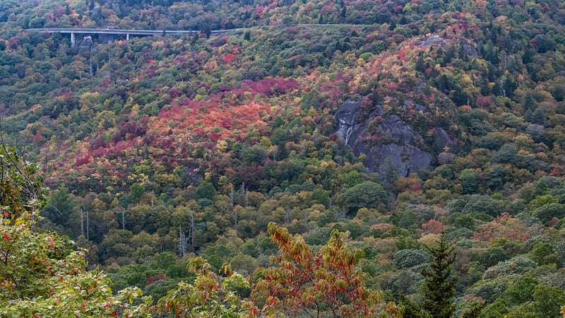 Oct. 8, 2023: Very nice pockets of color are developing around the Linn Cove Viaduct, the iconic bridge that winds around Grandfather Mountain. Fall foliage in the region is at its best above 4,500 feet in elevation, though this weekend’s colder temperatures could spur the color development on.