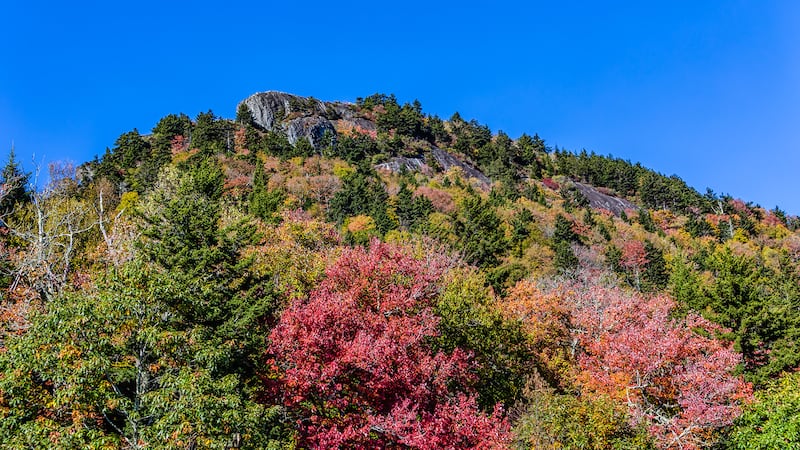 Oct. 6, 2022: A particularly great spot for seeing fall color right now is outside the Wilson Center for Nature Discovery, looking up at Linville Peak. The sugar maples near the parking area and habitats have turned a mix of orange and red (as illustrated in this photo), and the striped maples on the paths to the habitats are now turning yellow.