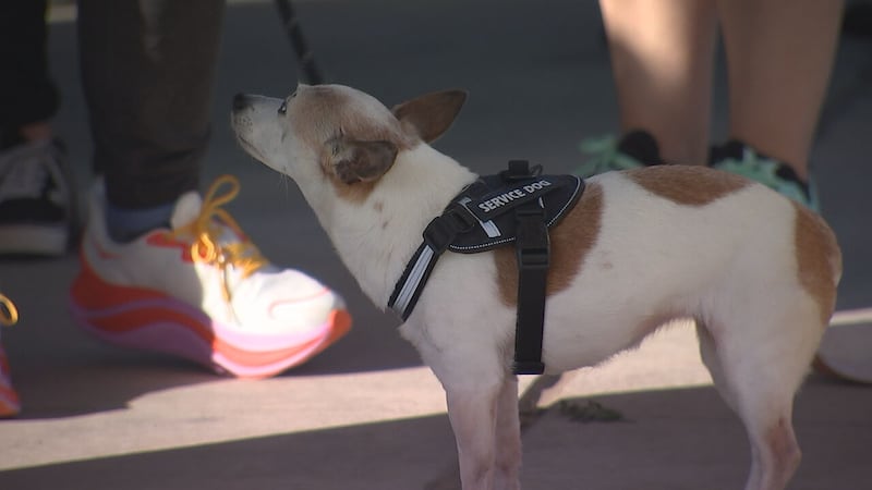 CMPD animal shelter raised $42k during Steps for Shelter Pets event