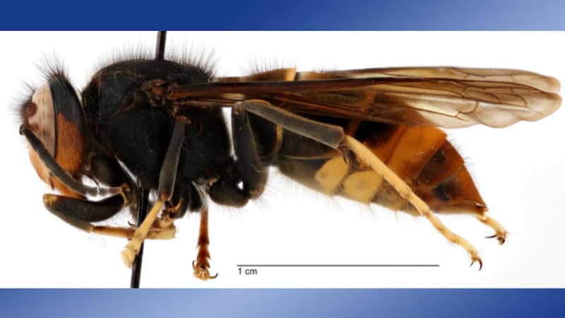 Invasive hornets discovered in York County
