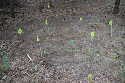 Sandy Parsons led detectives to Erica's remains in Chesterfield County in 2016.