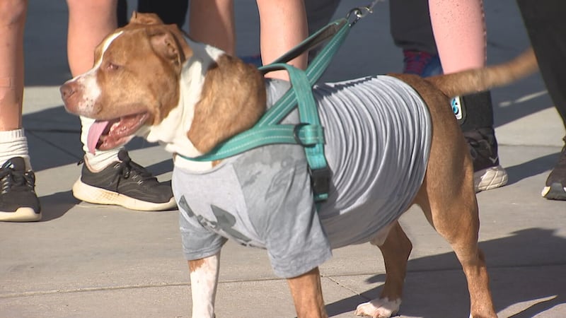 CMPD animal shelter raised $42k during Steps for Shelter Pets event
