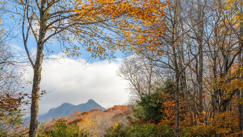 Oct. 30, 2023: Though some nice pockets of fall color remain, Grandfather Mountain is now past peak as we near the end of October. The Mile High Swinging Bridge area and higher overlooks remain prime viewing locations for color descending to the Piedmont. 
This photo of the mountain’s lofty peaks was taken from U.S. 221, just south of MacRae Meadows.