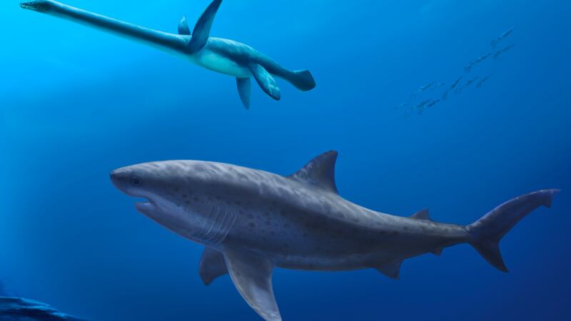 Before megalodon, researchers say a monstrous shark ruled ancient Australian seas