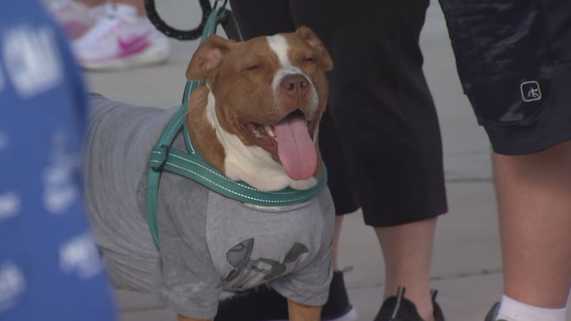 CMPD animal shelter raised $42k during Steps for Shelter Pets event