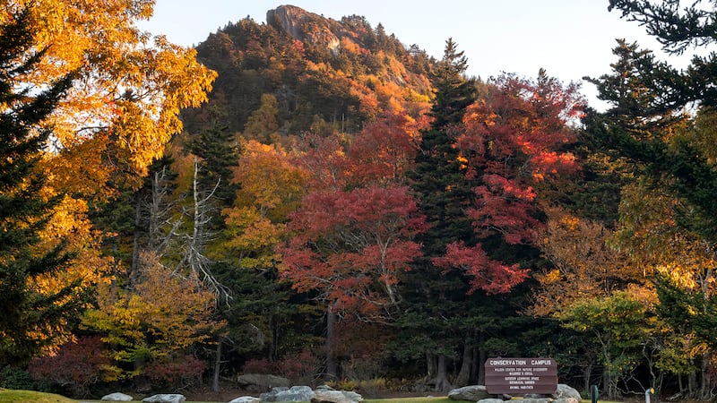 Oct. 9, 2022: The highest elevations are bursting with color and also offer a vantage point of the vibrant upper slopes of the mountain. This view is looking up at Linville Peak from the Conservation Campus, about halfway up the mountain.