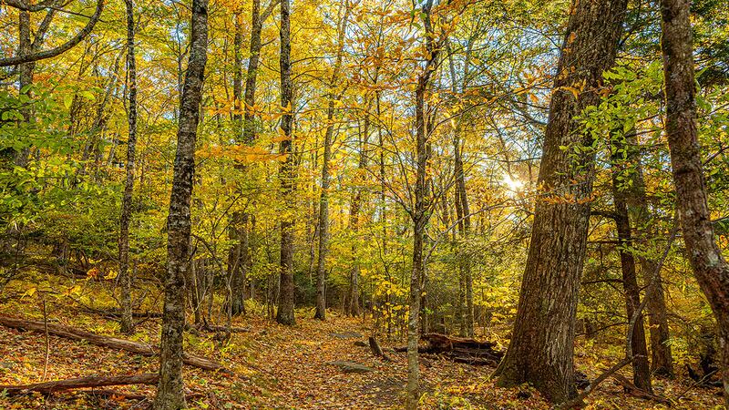 Oct. 24, 2023: As we move into late October, Grandfather continues to be a great color destination. The lower half of the mountain currently has bright autumn hues on display, as seen in this photo taken from the Woods Walk. 
This 0.4-mile exploration trail loops through a northern hardwood forest and is perfect for a leisurely woodland stroll, with benches and picnic tables available for those looking for a restful time surrounded by fall leaves.