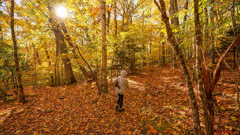 Oct. 17, 2022: While thunderstorms and hail in the area last night means that some leaves are now on the ground, there is still beautiful color to be found in the NC High Country. Grandfather is past peak and expecting a chilly week ahead due to a cold snap moving in, but the park continues to provide prime locations for viewing vibrant fall foliage. This photo was taken at Woods Walk -- a picnic area with a gentle walking trail, it’s the perfect place for families and those not looking for a rocky trek.