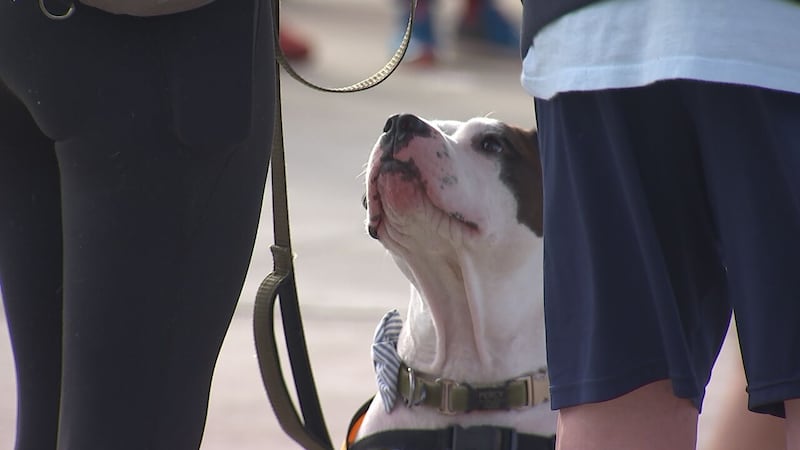 CMPD animal shelter raised $42k during Steps for Shelter Pets event