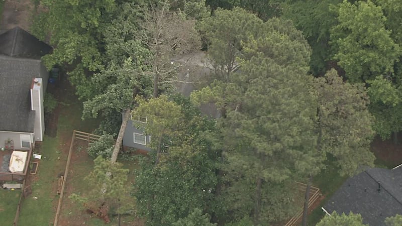 Tree on Schuppernong Court