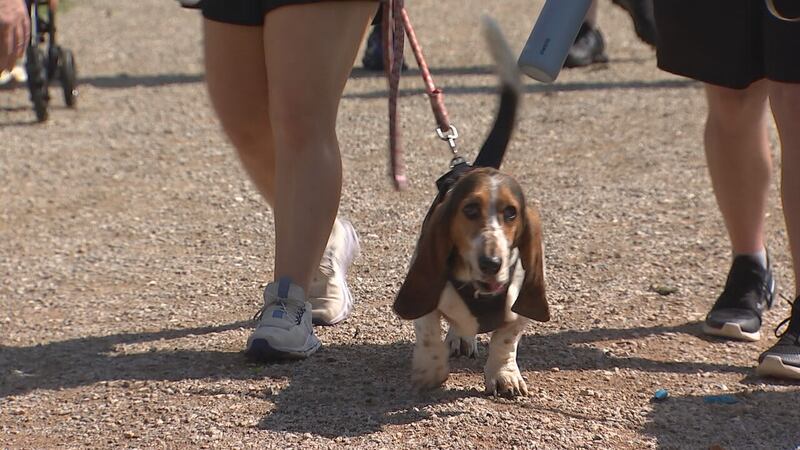 Walkers gather in Charlotte park to raise money, awareness for those affected by liver disease