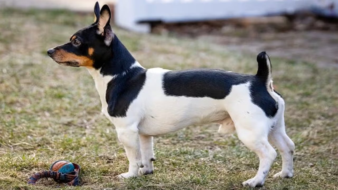 The small-sized dog is named for President Theodore Roosevelt.