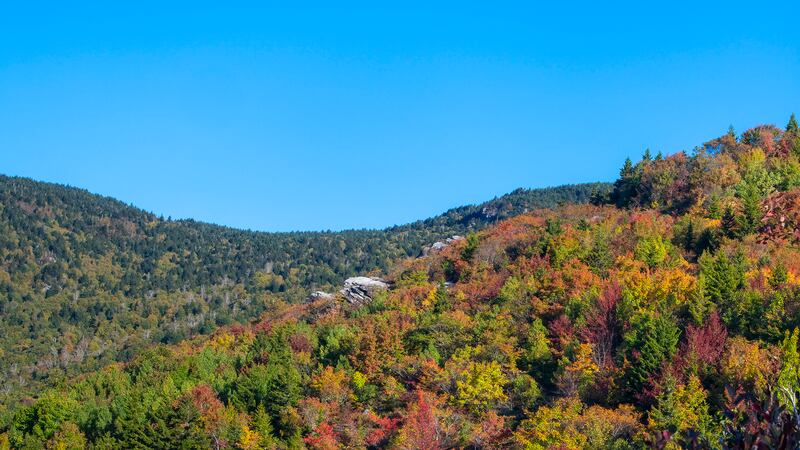 Oct. 5, 2022: Nice pockets of fall color are developing at the highest elevations (above 4,000 feet) in the NC High Country, as illustrated by this image from the Rough Ridge area. An extremely popular spot in fall for long-distance views, the trail to Rough Ridge is located at Milepost 302.8 along the Blue Ridge Parkway near Grandfather Mountain.