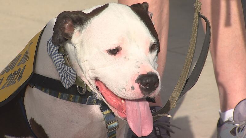 CMPD animal shelter raised $42k during Steps for Shelter Pets event