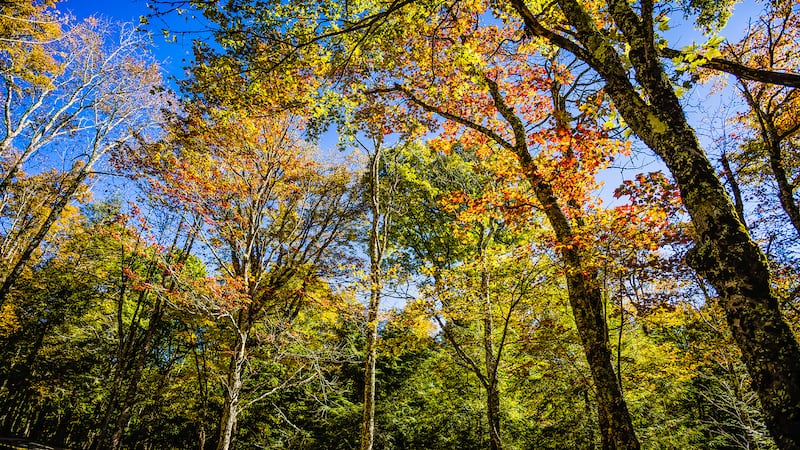 Oct. 8, 2022: As the upper elevations of Grandfather Mountain are nearing peak, there are also vibrant areas of fall color across the park this weekend. Woods Walk Picnic Area, seen here, provides a colorful overhead canopy at this often-quieter spot lower on the mountain.