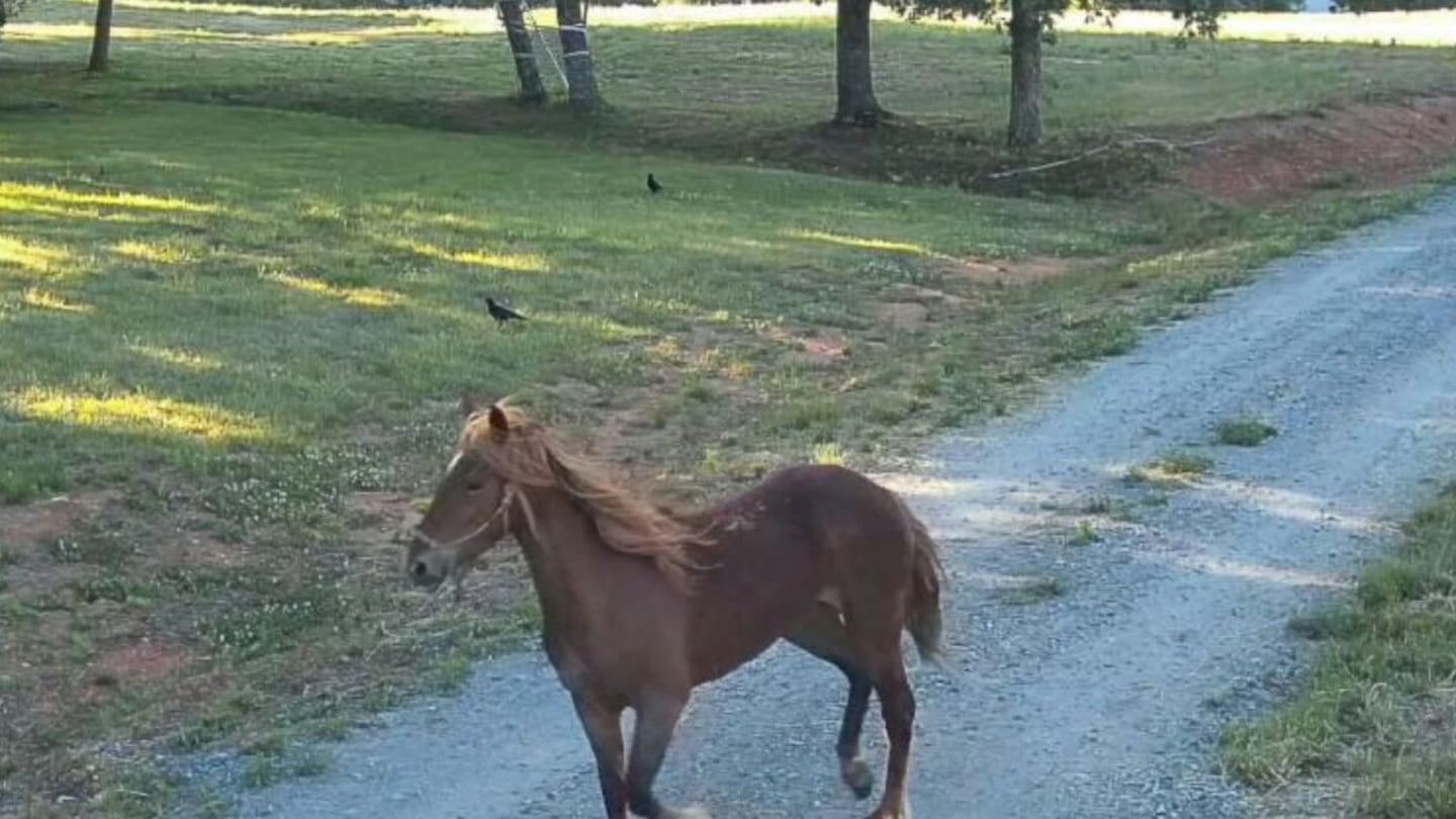 Owners facing charges as 10 wild mustangs run loose in Iredell County