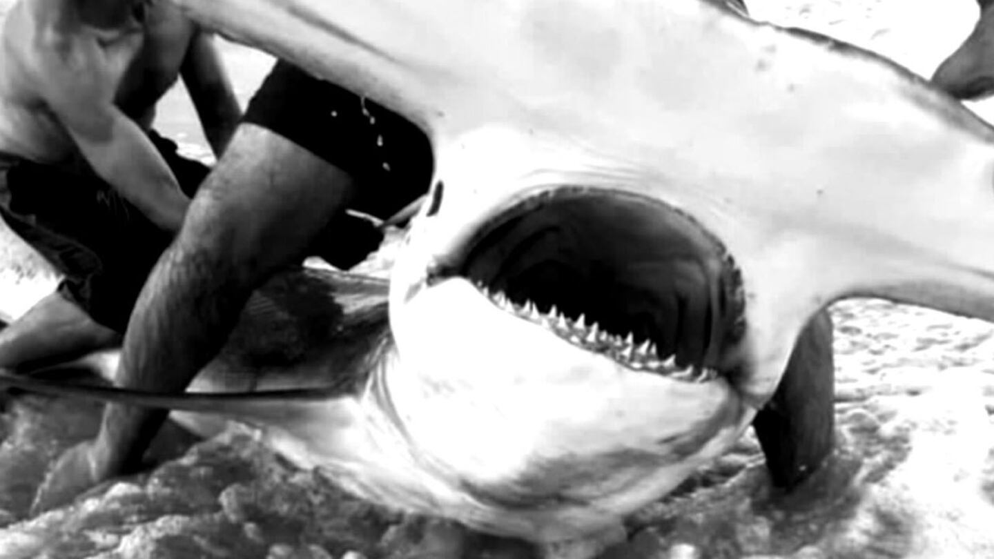 This photo was snapped of a hammerhead shark reeled in on North Topsail Beach by Caldwell County paramedic Blake Cochran.