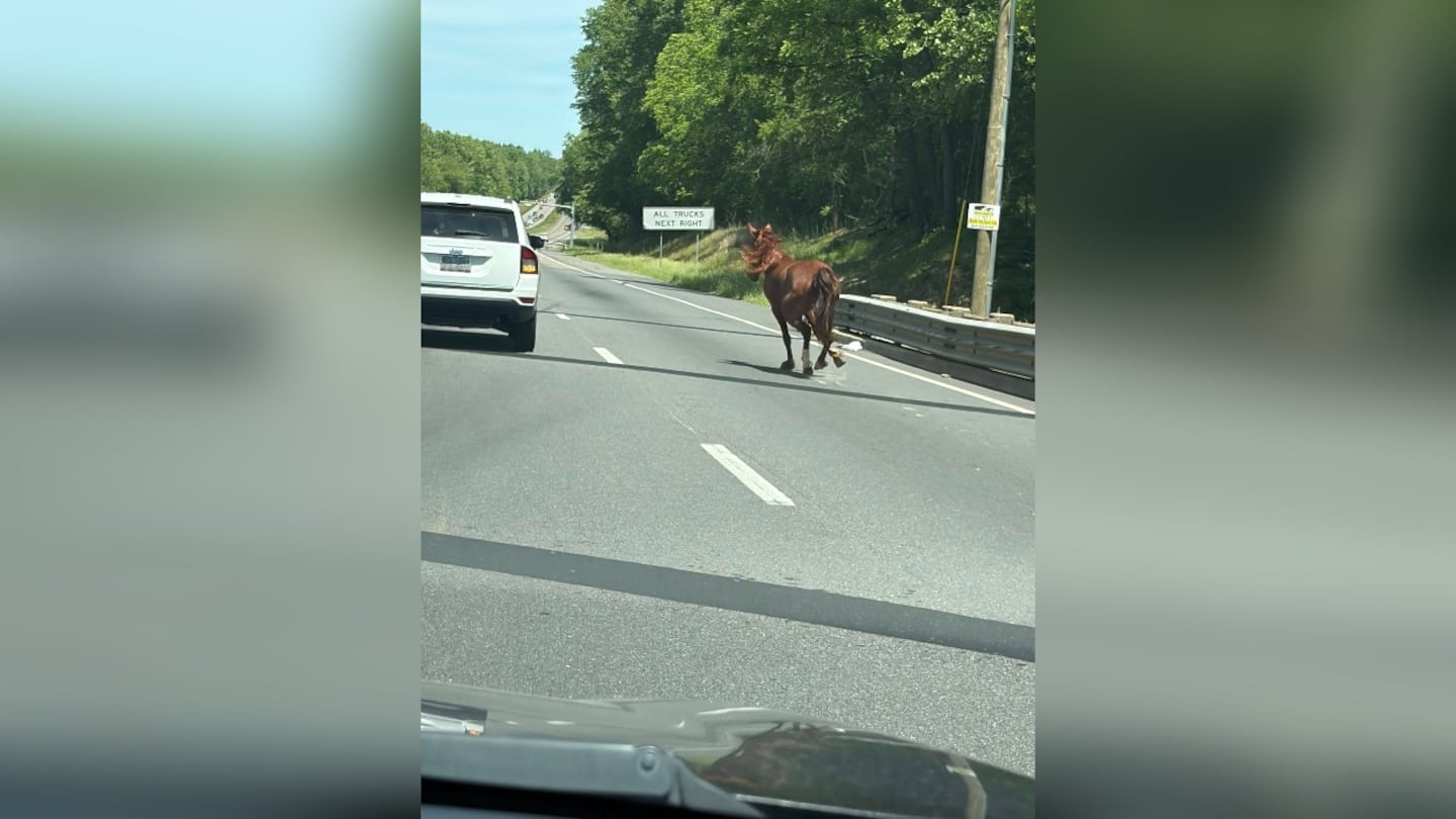 Owners facing charges as 10 wild mustangs run loose in Iredell County