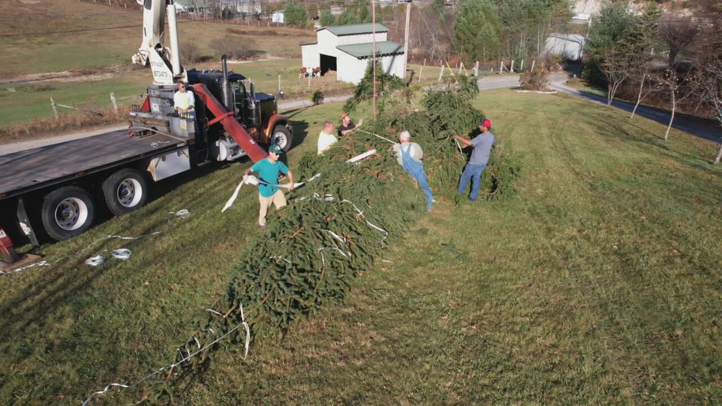 The Carolina Panthers' Christmas Tree gets ready to be moved from Avery County