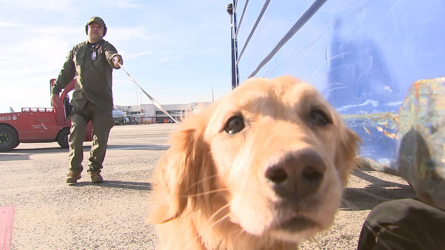 K-9 Cali searches bags at CLT