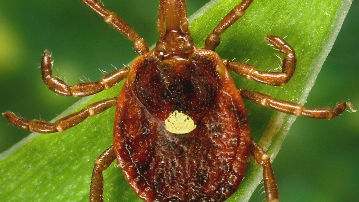 Lone Star Tick