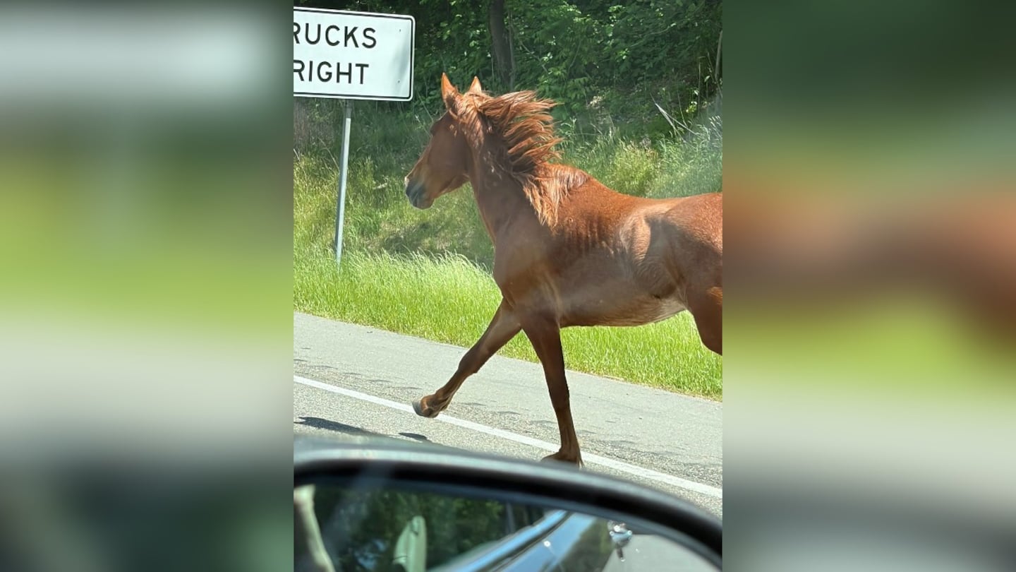 Owners facing charges as 10 wild mustangs run loose in Iredell County