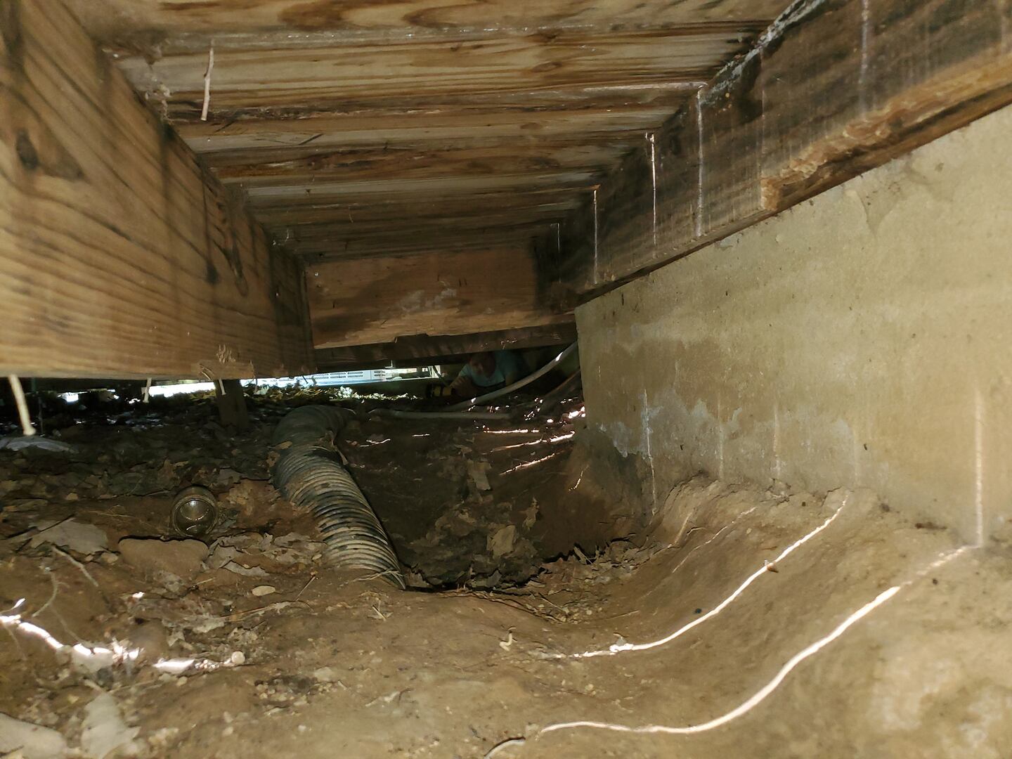 Bear's den underneath a house