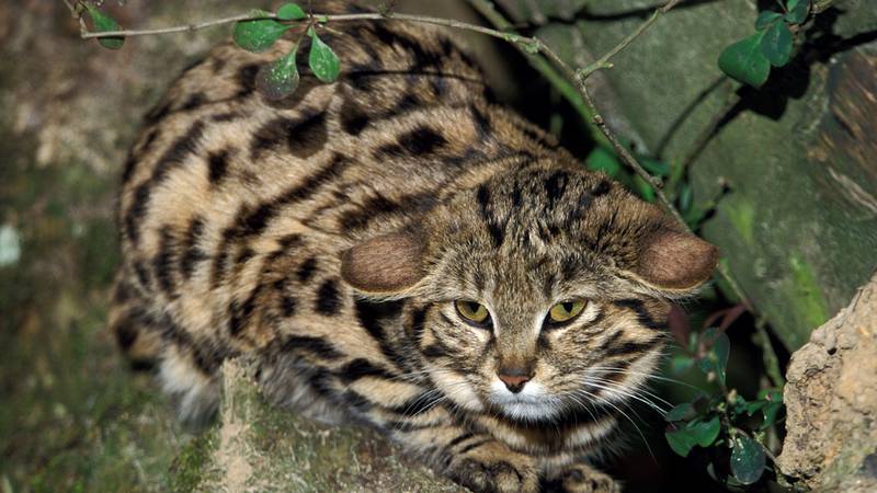 Black-footed cat