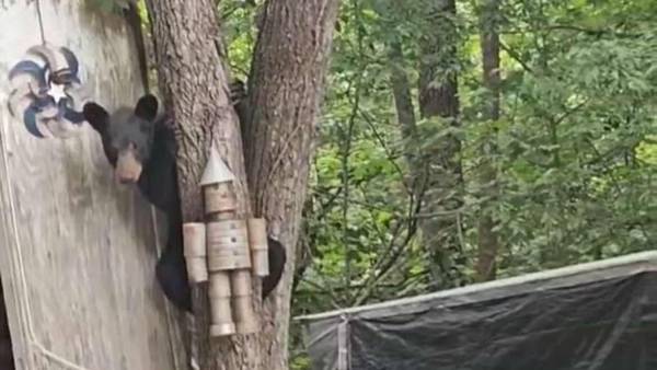 Black bear spotted climbing tree in Morganton