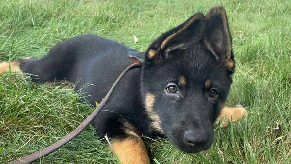And the winner is ... Union County Sheriff’s Office announces new name of new K-9 puppy