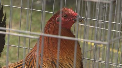 What’s next for chickens rescued from SC cockfighting ring?