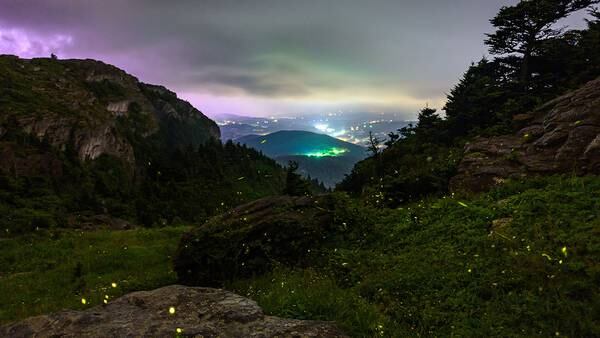 Grandfather Mountain to host viewings of synchronous fireflies
