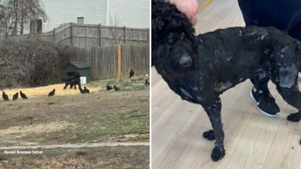 Owner arrested, Gaston County dog rescued after viral video