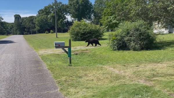 Why are more people finding bears in their neighborhoods?