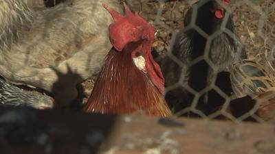 Family to advocate to keep chickens for child with special needs during city meeting  