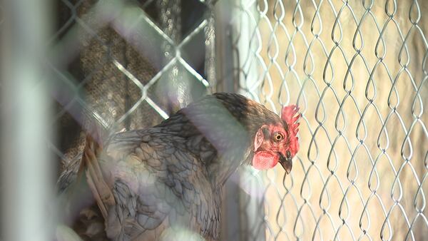 Concord family fights to keep chickens for child with special needs
